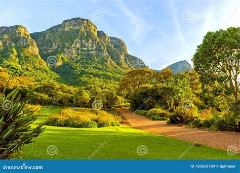  Kirstenbosch Ulusal Botanik Bahçesi: Güney Afrika'nın Renkli ve Canlı Hazinesi!