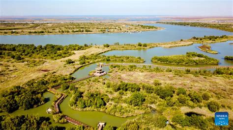 Wuhai City's Yellow River Delta National Nature Reserve - An Oasis for Birdwatchers and Nature Enthusiasts!